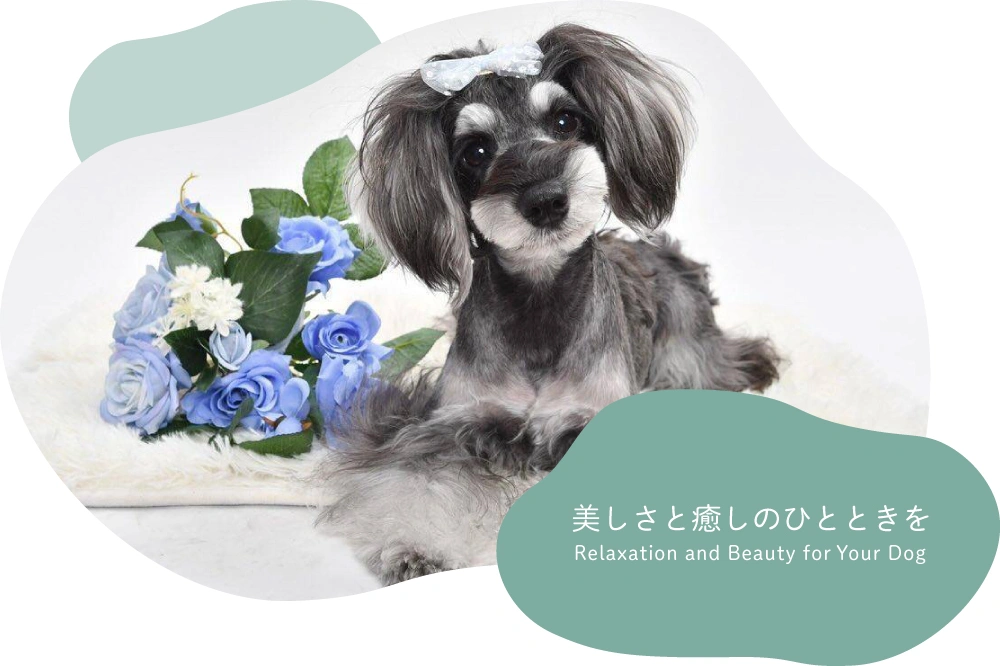 DOG SALON 7755